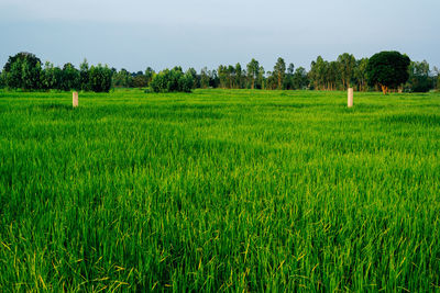 Scenic view of agricultural field against sky