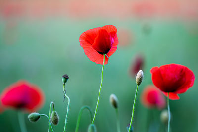 Close-up of red poppy flowers