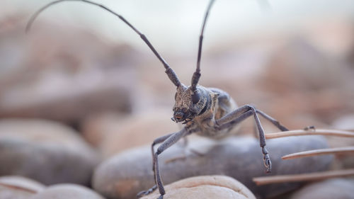 Close-up of insect