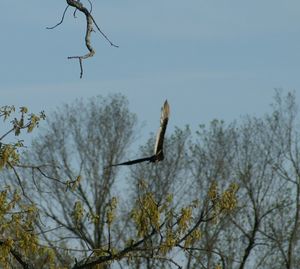 Low angle view of bare trees against sky