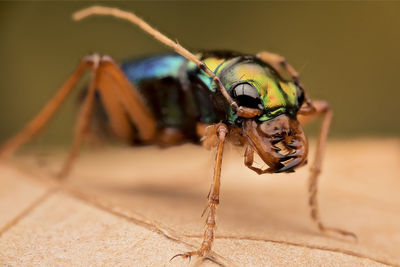 Close-up of insect