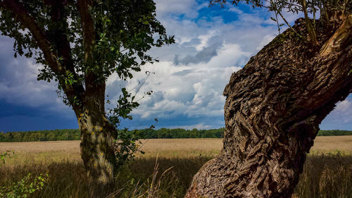 Scenic view of agricultural field against sky