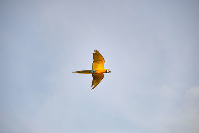Low angle view of a bird flying