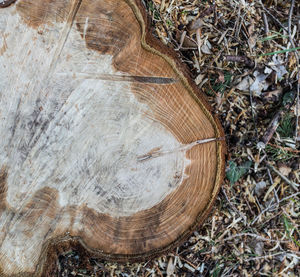 Close-up of tree stump