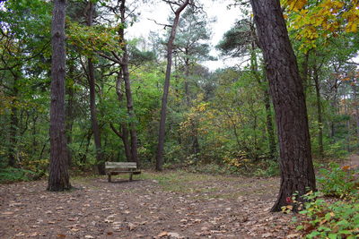 Trees in forest