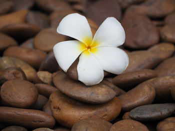 Close-up of white flowers