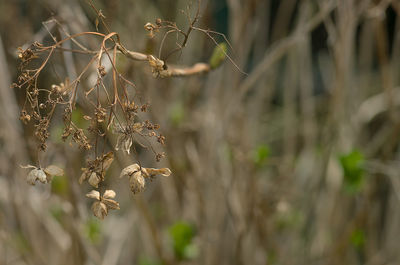 Close-up of plant against blurred background