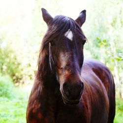 Close-up portrait of horse on field