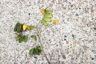 High angle view of small plant on rock