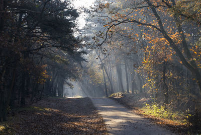 Road amidst trees in forest during autumn