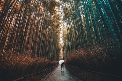 Rear view of man walking amidst trees in forest