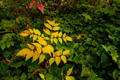 Close-up of yellow flowering plant leaves