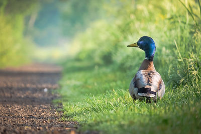 Bird on a field