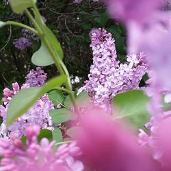 Close-up of pink flowers