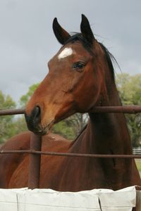 Close-up of horse standing against sky