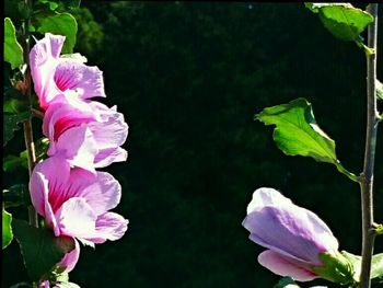 Close-up of flowers blooming outdoors