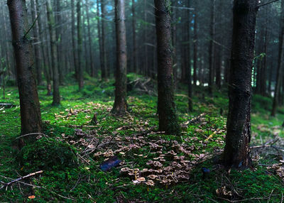 Trees in forest