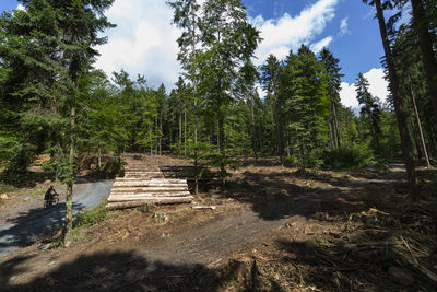 Walkway amidst trees in forest against sky