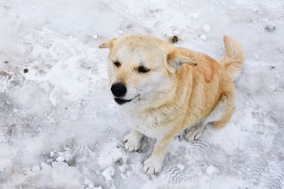 High angle view of a dog on snow