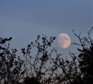 Low angle view of silhouette tree against sky at night