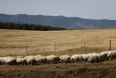 Sheep grazing on field - georgia