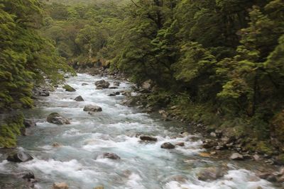 River flowing through forest