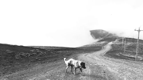 View of a dog on the road