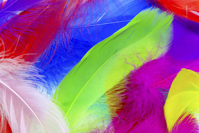 Full frame shot of colorful feathers