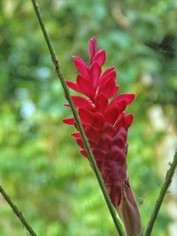 Close-up of red flowering plant