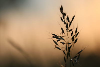 Close-up of stalks against sky during sunset