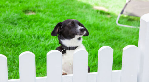 Puppy looking at grass