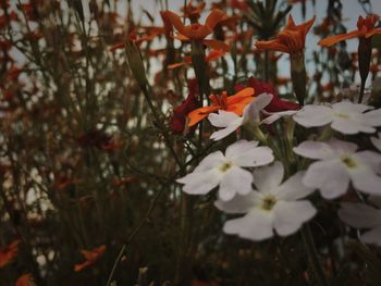 Close-up of flowers blooming on tree