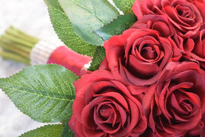 Close-up of red roses