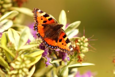 Close-up of butterfly pollinating on flower