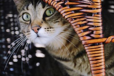 Cat in whicker basket