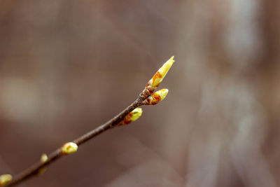 Close-up of plant