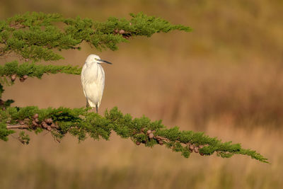 White little egret perching on a tree