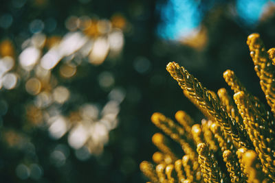 Close-up of wheat growing on plant