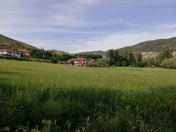 Scenic view of field against sky