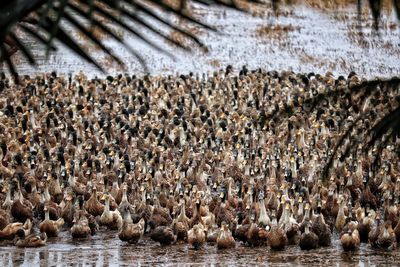 Flock of birds in the sea