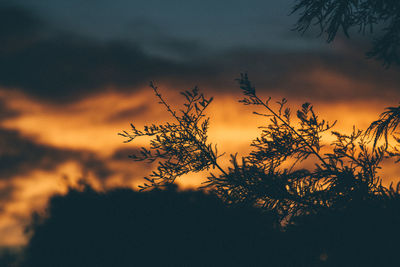 Silhouette of trees against cloudy sky