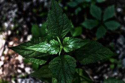 Close-up of plant