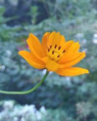 Close-up of yellow crocus blooming outdoors