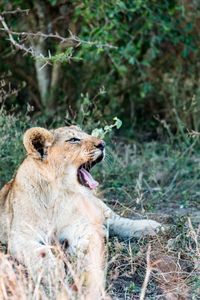 Close up view of lion cub roaring on land