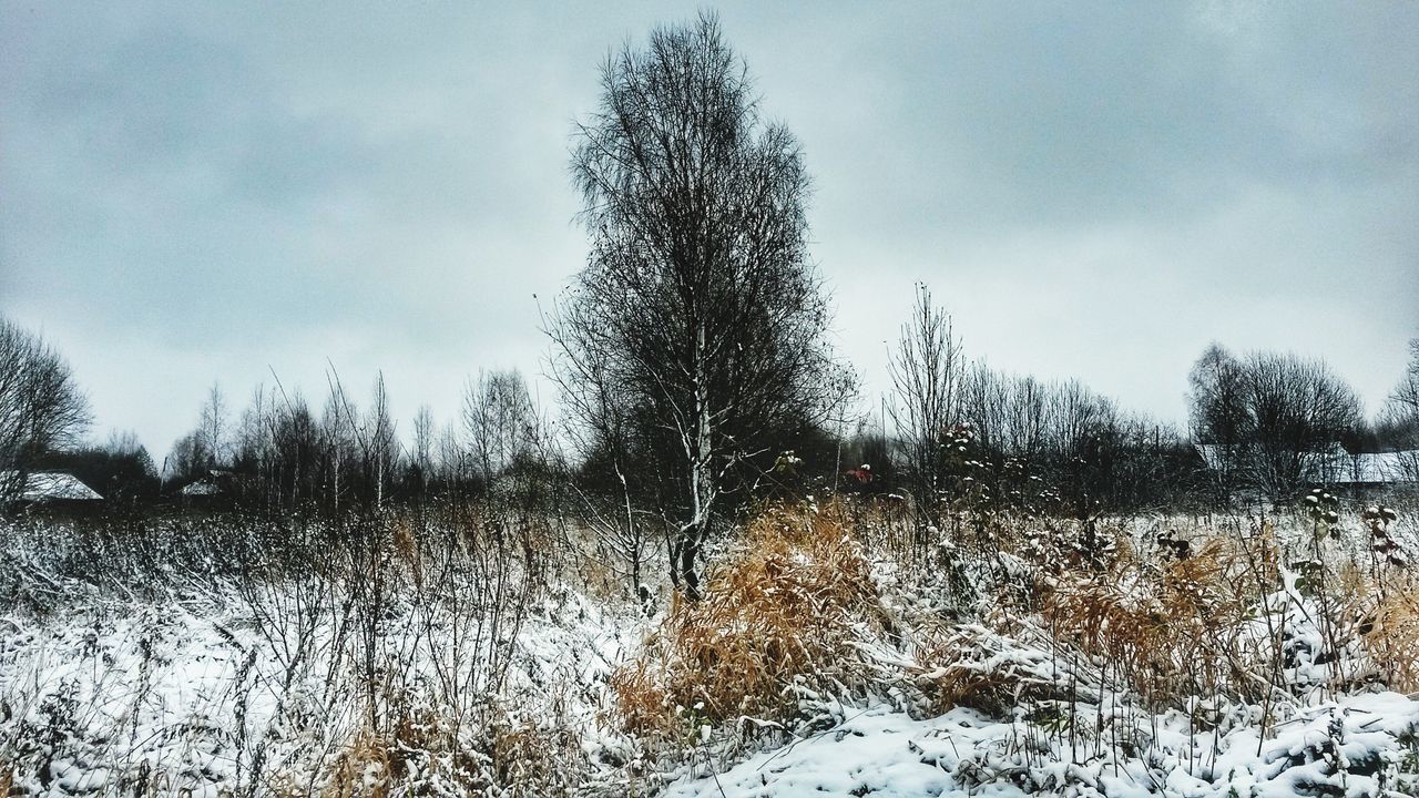 FROZEN BARE TREES ON FIELD AGAINST SKY DURING WINTER