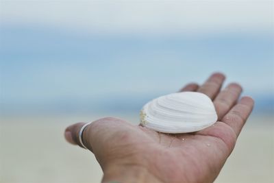 Cropped hand holding seashell