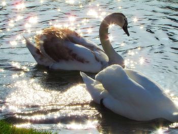Ducks swimming in lake