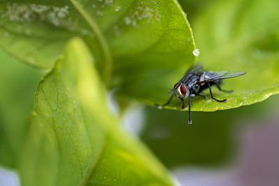 Close-up of fly on leaf