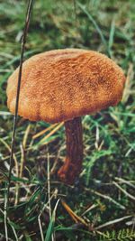 Close-up of mushroom growing on field