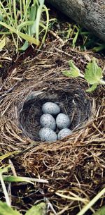 High angle view of bird in nest